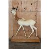 Image 2 : *TEXAS RESIDENTS ONLY* Life-sized DAMA GAZELLE on a Wood Base with Wheels