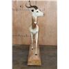 Image 8 : *TEXAS RESIDENTS ONLY* Life-sized DAMA GAZELLE on a Wood Base with Wheels
