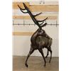 Image 4 : XXXL STAG Bronze Sculpture, Weight 75 lbs