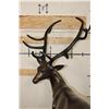 Image 6 : XXXL STAG Bronze Sculpture, Weight 75 lbs