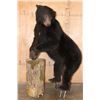 Image 2 : Life-sized BLACK BEAR on Bolts (No Base)