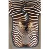 Image 3 : ZEBRA Hide RUG with Leather Piping and a Carpet Backing