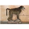 Image 2 : Big Life-sized BABOON on a Simulated Rock Base