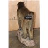 Image 8 : Big Life-sized BABOON on a Simulated Rock Base