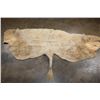 Image 2 : *Very Rare* WHITE BUFFALO or BISON Back Hide
