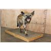 Image 2 : XL Life-sized SPOTTED HYENA on a Wood Base