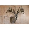 Image 1 : XXXL Freak 41-Point WHITETAIL DEER Shoulder Mount *Real Antlers*