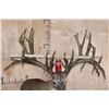 Image 2 : XXXL Freak 41-Point WHITETAIL DEER Shoulder Mount *Real Antlers*
