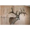 Image 3 : XXXL Freak 41-Point WHITETAIL DEER Shoulder Mount *Real Antlers*