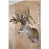 Image 5 : XXXL Freak 41-Point WHITETAIL DEER Shoulder Mount *Real Antlers*