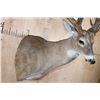 Image 6 : XXXL Freak 41-Point WHITETAIL DEER Shoulder Mount *Real Antlers*