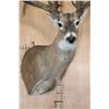 Image 7 : XXXL Freak 41-Point WHITETAIL DEER Shoulder Mount *Real Antlers*