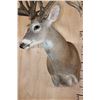 Image 8 : XXXL Freak 41-Point WHITETAIL DEER Shoulder Mount *Real Antlers*