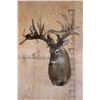 Image 2 : XXL Freak Non-Typical 53-Point WHITETAIL DEER Shoulder Mount *Real Antlers*