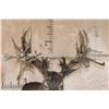 Image 8 : XXL Freak Non-Typical 53-Point WHITETAIL DEER Shoulder Mount *Real Antlers*
