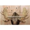 Image 6 : XL MOOSE Shoulder Mount