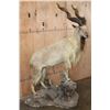 Image 2 : *TEXAS RESIDENTS ONLY* XXL Life-sized Straight-Horned MARKHOR on a Rocky Base