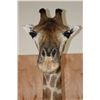 Image 10 : Free Standing GIRAFFE Floor Pedestal Mount