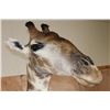 Image 13 : Free Standing GIRAFFE Floor Pedestal Mount