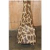 Image 16 : Free Standing GIRAFFE Floor Pedestal Mount