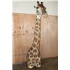 Image 2 : Free Standing GIRAFFE Floor Pedestal Mount