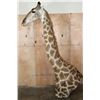 Image 3 : Free Standing GIRAFFE Floor Pedestal Mount