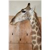 Image 5 : Free Standing GIRAFFE Floor Pedestal Mount