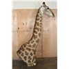 Image 6 : Free Standing GIRAFFE Floor Pedestal Mount