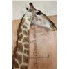 Image 8 : Free Standing GIRAFFE Floor Pedestal Mount
