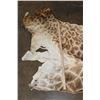 Image 3 : GIRAFFE Back Hide