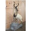 Image 2 : *TEXAS RESIDENTS ONLY* *Extremely Rare* Life-sized Flare-Horned MARKHOR on a Lightweight Rocky Base