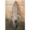Image 10 : *TEXAS RESIDENTS ONLY* *Extremely Rare* BLACK RHINO with *Real Horns and Real Skin*