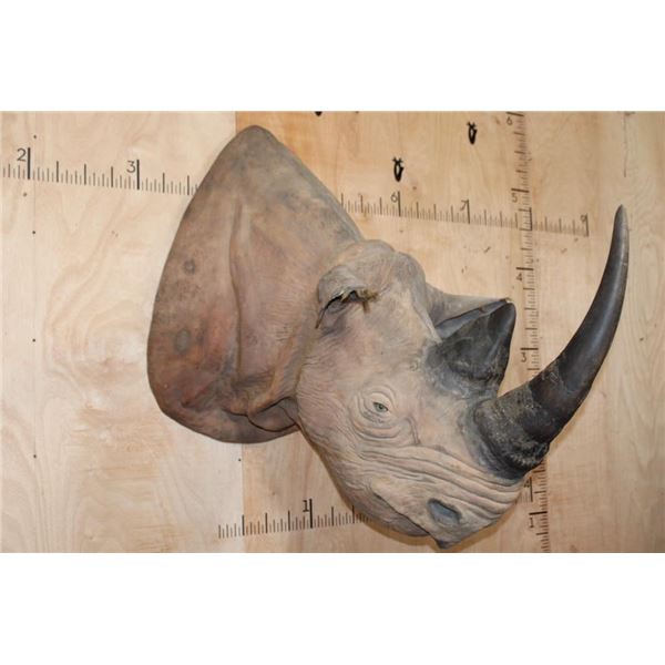 *TEXAS RESIDENTS ONLY* *Extremely Rare* BLACK RHINO with *Real Horns and Real Skin*