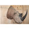 Image 1 : *TEXAS RESIDENTS ONLY* *Extremely Rare* BLACK RHINO with *Real Horns and Real Skin*