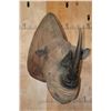 Image 2 : *TEXAS RESIDENTS ONLY* *Extremely Rare* BLACK RHINO with *Real Horns and Real Skin*