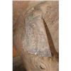 Image 8 : *TEXAS RESIDENTS ONLY* *Extremely Rare* BLACK RHINO with *Real Horns and Real Skin*