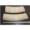 Image 7 : *TEXAS RESIDENTS ONLY* (4) ELEPHANT IVORY Tusk Sections (ONE$)