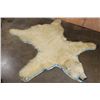 Image 2 : POLAR BEAR Rug with its Mounted Head and Double Felted Backing