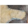 Image 8 : POLAR BEAR Rug with its Mounted Head and Double Felted Backing