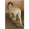 Image 11 : *TEXAS RESIDENTS ONLY* Big Life-sized AFRICAN LION with a Thick Mane on a Base with Wheels