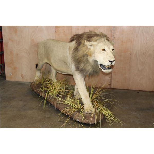 *TEXAS RESIDENTS ONLY* Big Life-sized AFRICAN LION with a Thick Mane on a Base with Wheels