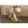 Image 1 : *TEXAS RESIDENTS ONLY* Big Life-sized AFRICAN LION with a Thick Mane on a Base with Wheels