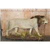 Image 2 : *TEXAS RESIDENTS ONLY* Big Life-sized AFRICAN LION with a Thick Mane on a Base with Wheels