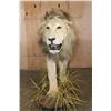 Image 3 : *TEXAS RESIDENTS ONLY* Big Life-sized AFRICAN LION with a Thick Mane on a Base with Wheels