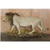 Image 8 : *TEXAS RESIDENTS ONLY* Big Life-sized AFRICAN LION with a Thick Mane on a Base with Wheels