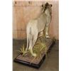 Image 10 : *TEXAS RESIDENTS ONLY* Life-sized AFRICAN LION on a Base with Wheels