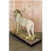 Image 11 : *TEXAS RESIDENTS ONLY* Life-sized AFRICAN LION on a Base with Wheels