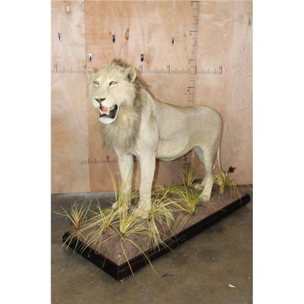 *TEXAS RESIDENTS ONLY* Life-sized AFRICAN LION on a Base with Wheels