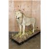 Image 1 : *TEXAS RESIDENTS ONLY* Life-sized AFRICAN LION on a Base with Wheels