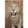 Image 2 : *TEXAS RESIDENTS ONLY* Life-sized AFRICAN LION on a Base with Wheels